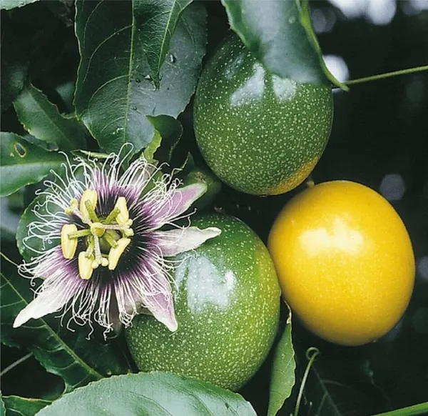Green_Passion_Fruit_Plant_Sapling