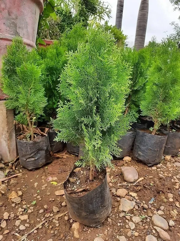 Green_Conifer_Ornamental_Live_Plant