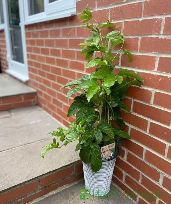 Green_Passion_Fruit_Plant