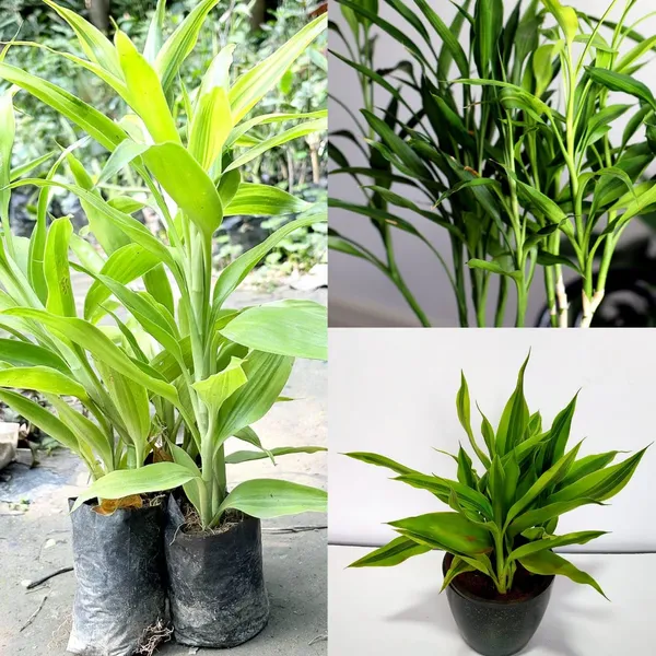 Variegated_Dracaena_Live_Ornamental_Plant