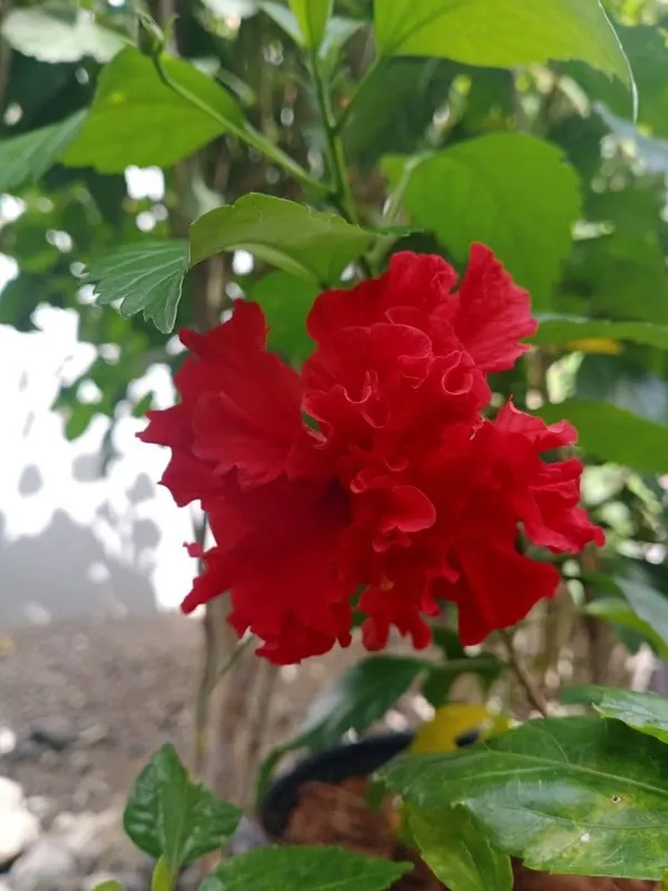 Red_Double_Hibiscus_Live_Plant