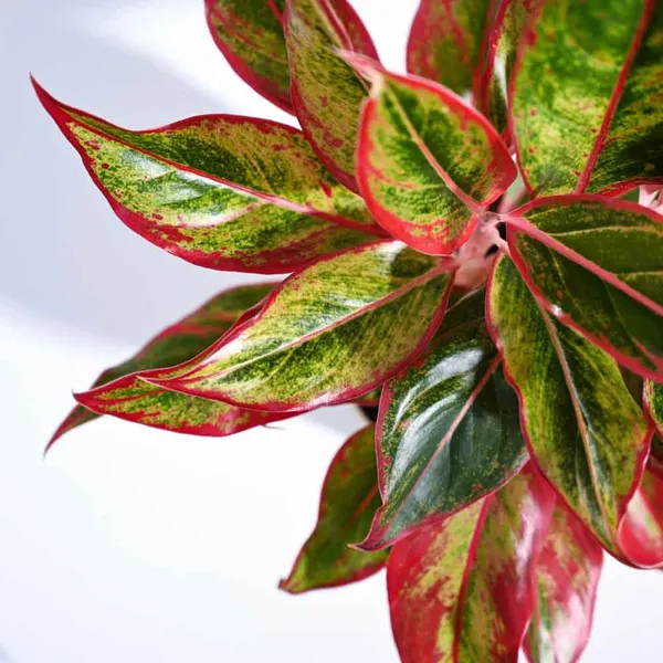 Red_Green_Aglaonema_Live_Plant_With_White_Pot