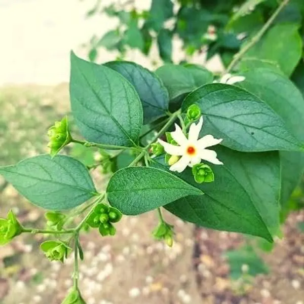 Parijat_White_Flowering_Jasmine_Live_Plant