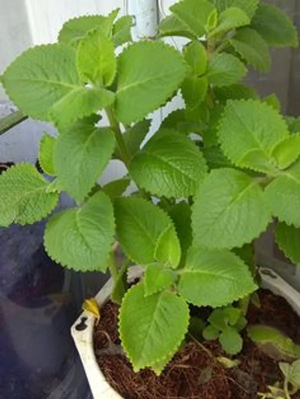 Green_Ajwain_Live_Plant