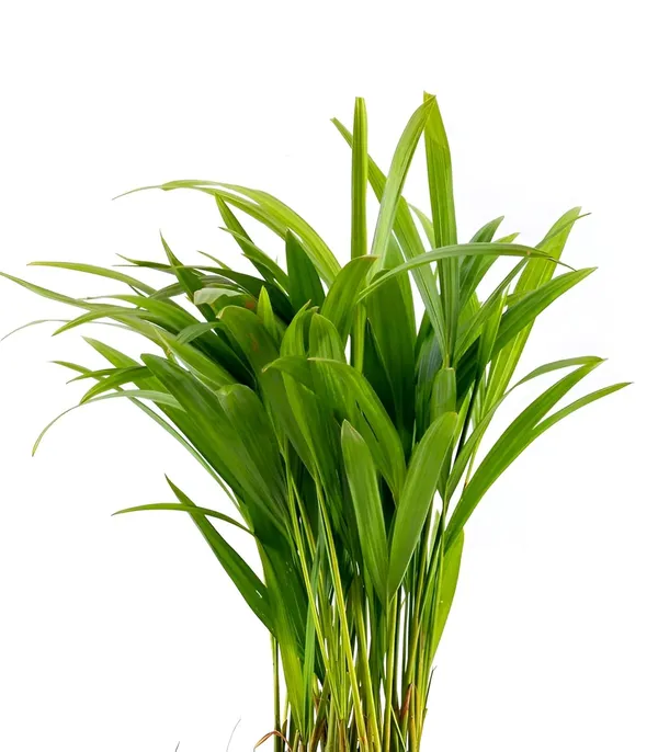 Green_Potted_Live_Foliage_Plant