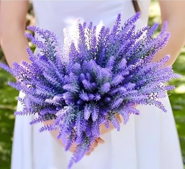 Purple_Flowering_Ornamental_Plant