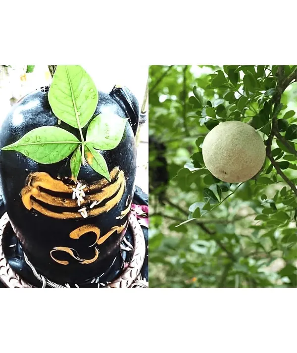 Green_Live_Potted_Plant