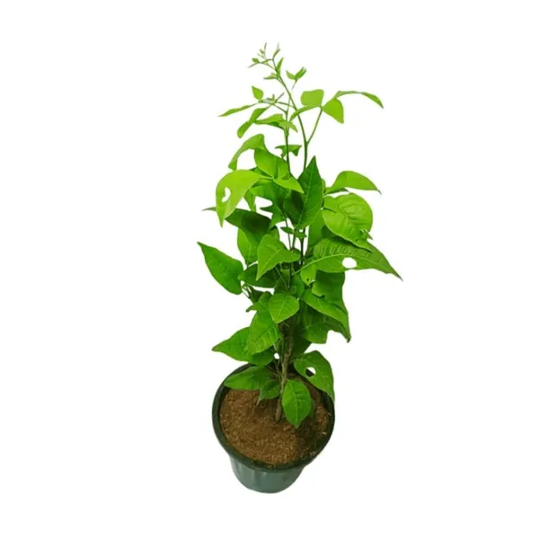 Green_Live_Potted_Plant