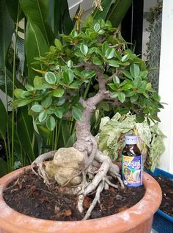 Green_Bonsai_Plant_In_Decorative_Pot