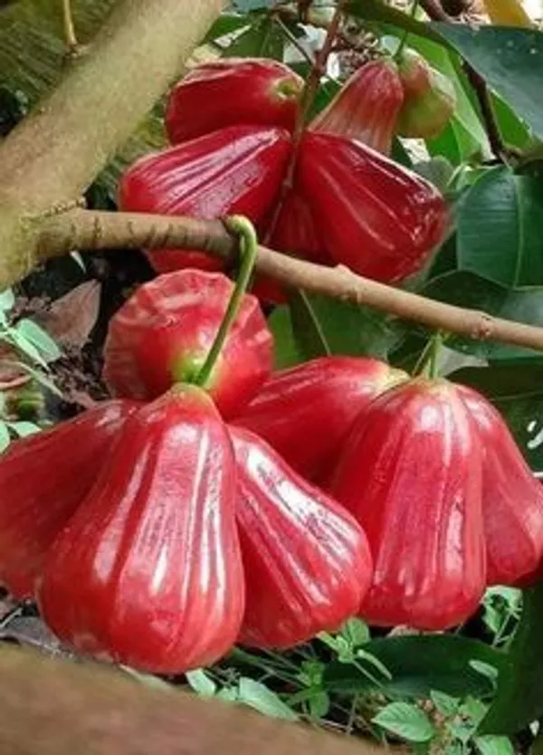 Green_Wax_Apple_Fruit_Plant