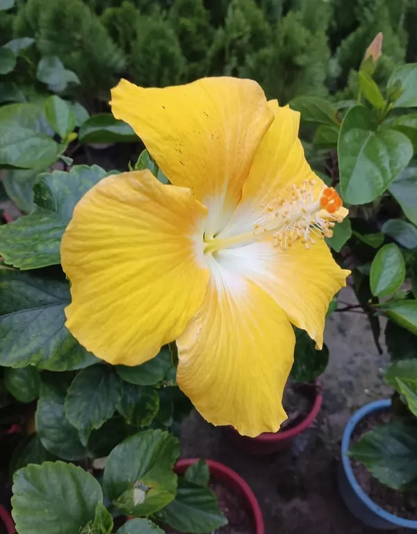 Hibiscus_Flowering_Plant
