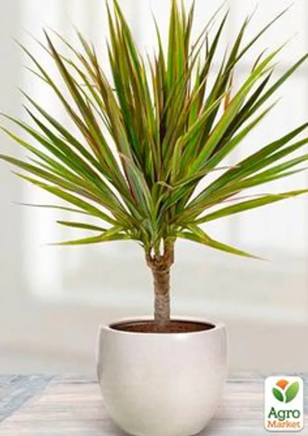 Dracaena_Marginata_Ornamental_Plant