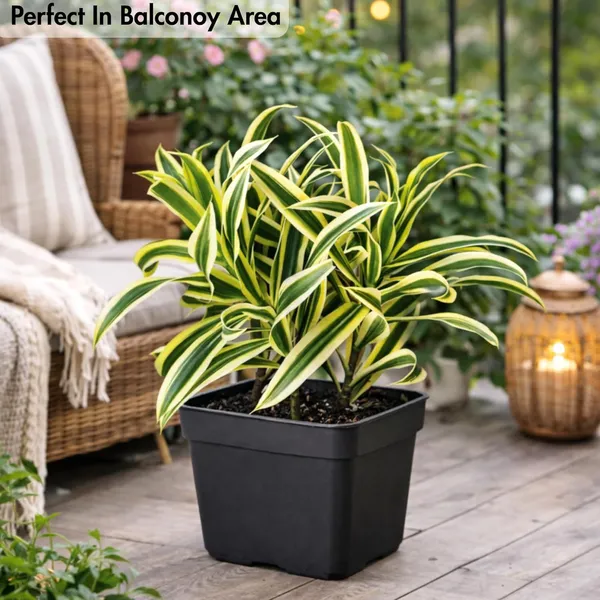 Variegated_Indoor_Plant_With_Black_Pot