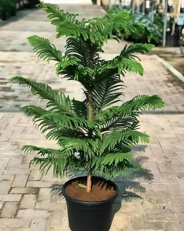Green_Araucaria_Norfolk_Island_Pine_Live_Plant