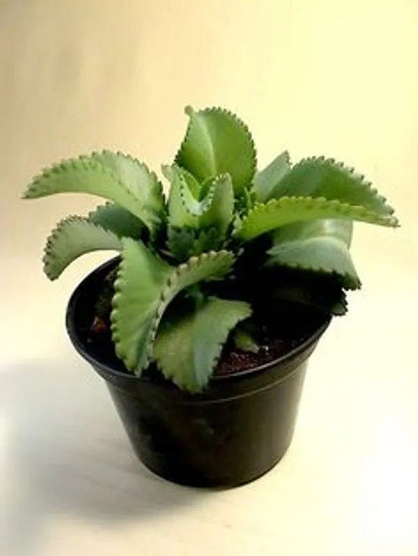 Green_Ajwain_Live_Plant