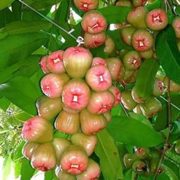 Green_Wax_Apple_Fruit_Plant