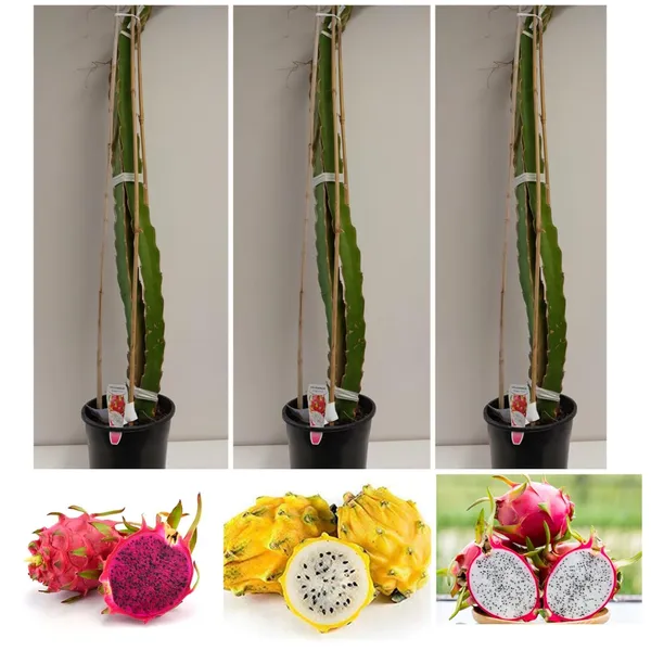 Dragon_Fruit_Live_Plant_With_Pot
