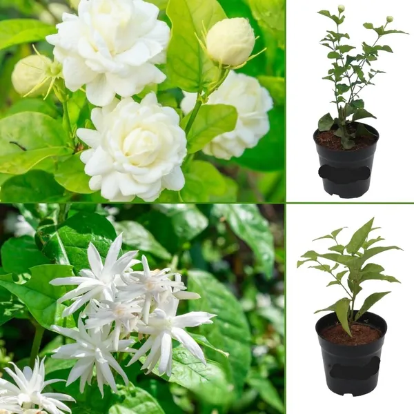 Mysore_Malli_White_Flowering_Outdoor_Plant