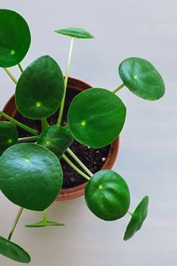 Pilea_Peperomioides_Live_Indoor_Plant