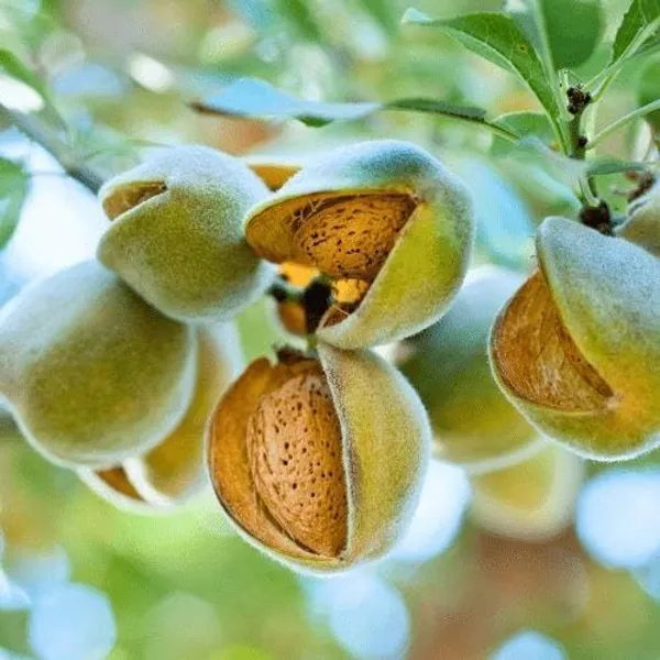 Live_Mango_Fruit_Plant_With_Green_Mangoes