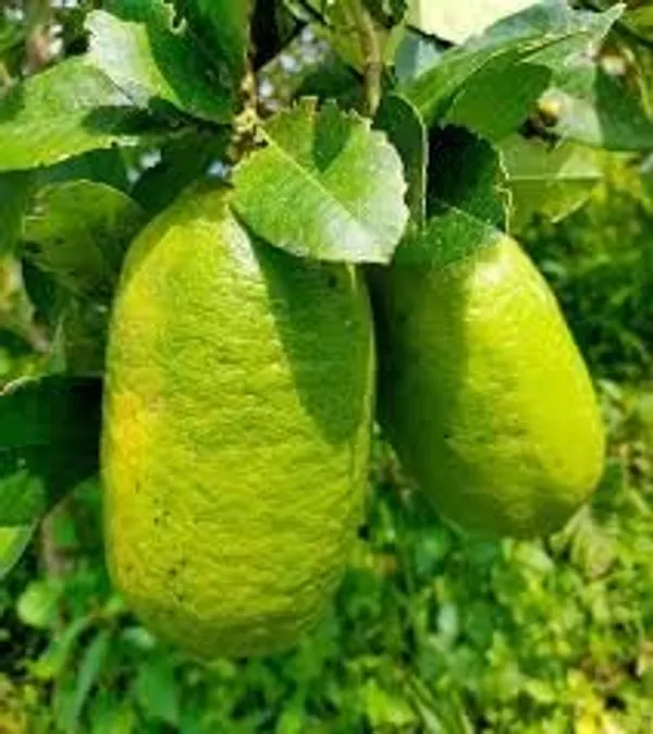 Green_Lemon_Fruit_Plant