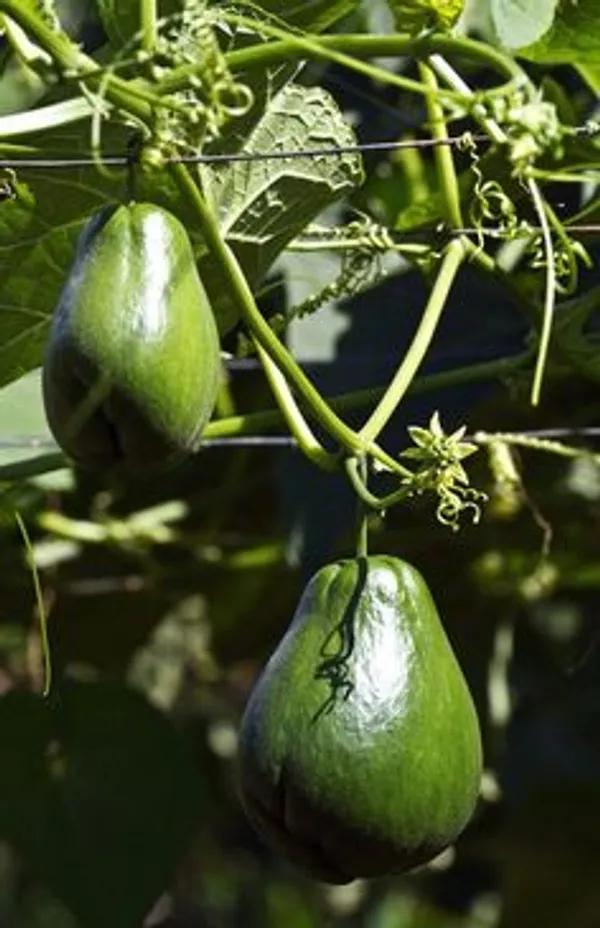 Green_Avocado_Fruit_Plant