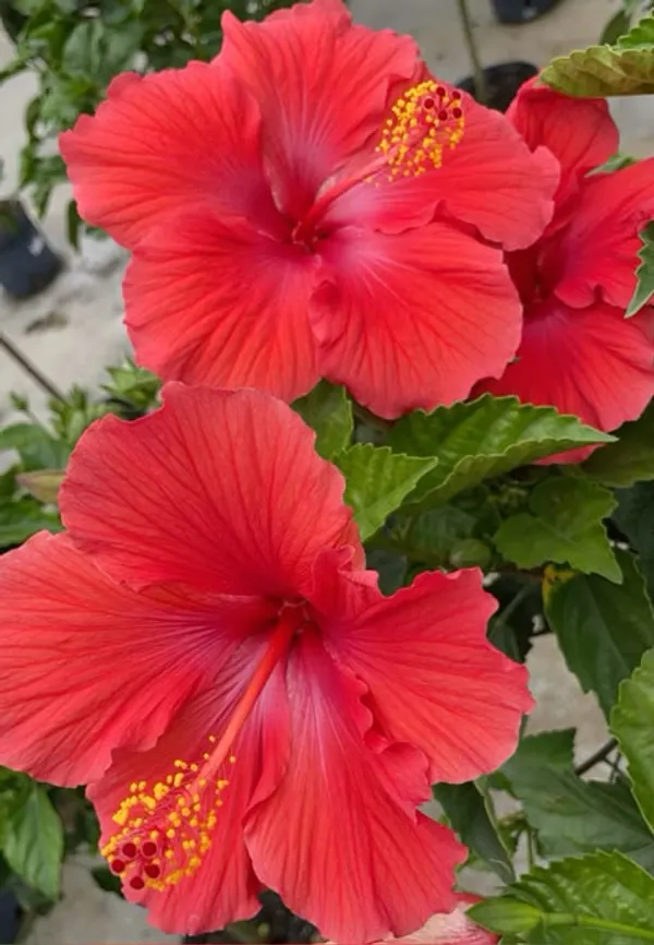Red_Hibiscus_Flowering_Plant