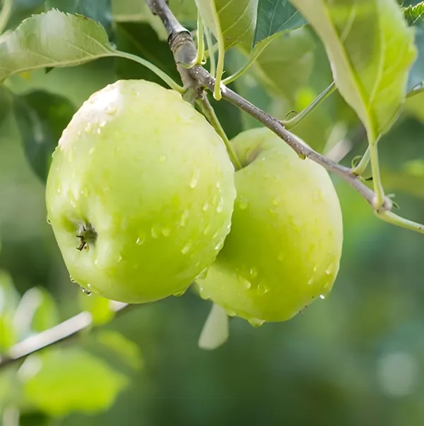 Fresh_Green_Apples