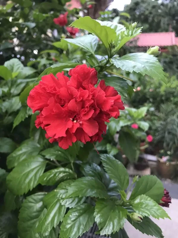 Red_Double_Hibiscus_Live_Plant