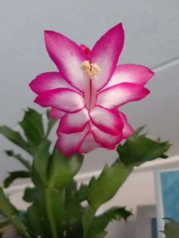 Pink_Christmas_Cactus_Flowering_Live_Plant