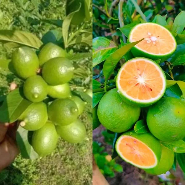 Green_Orange-Fleshed_Sweet_Lime