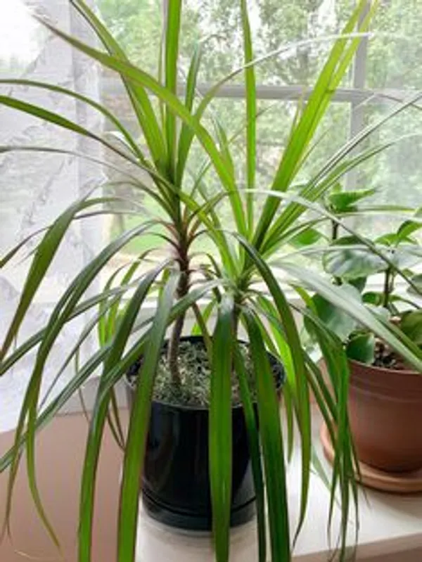 Dracaena_Marginata_Ornamental_Plant