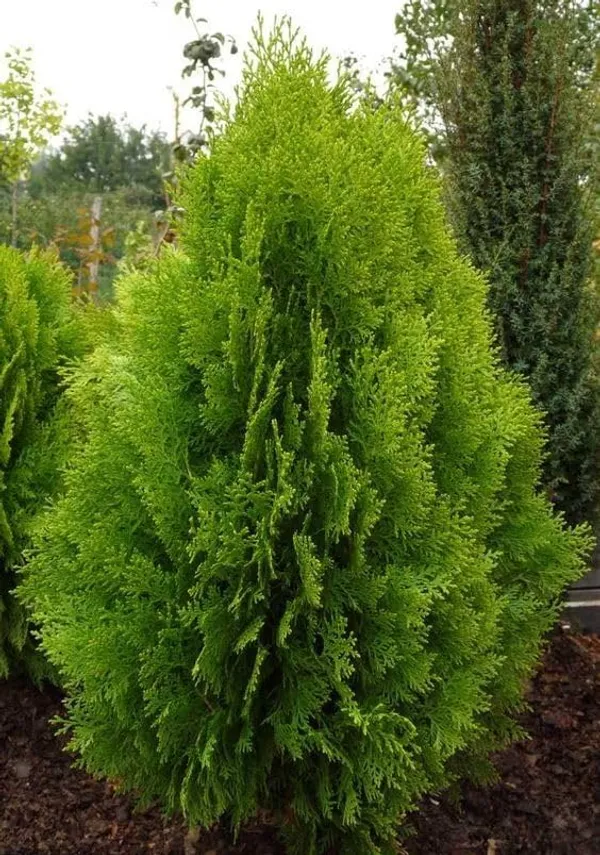 Green_Conifer_Ornamental_Live_Plant
