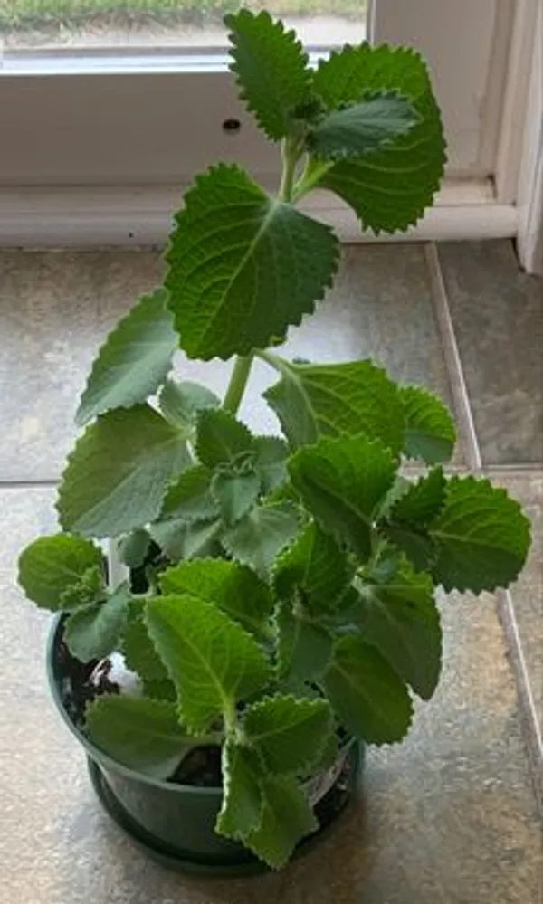 Green_Ajwain_Live_Plant