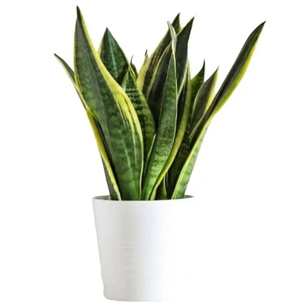 Green_Snake_Plant_In_White_Pot