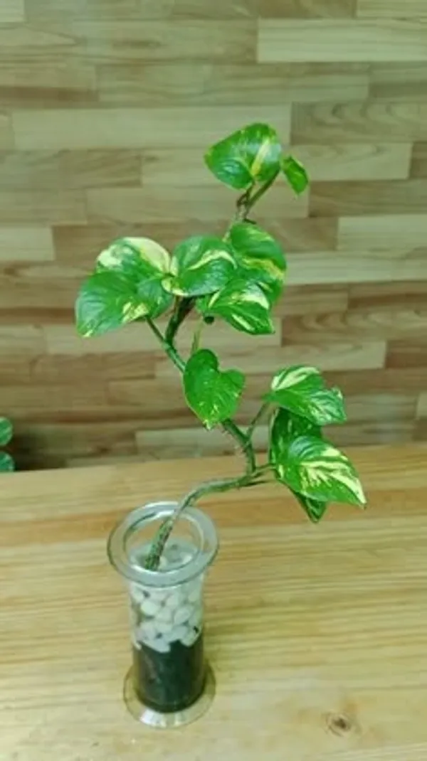 Golden_Variegated_Pothos_Live_Plant