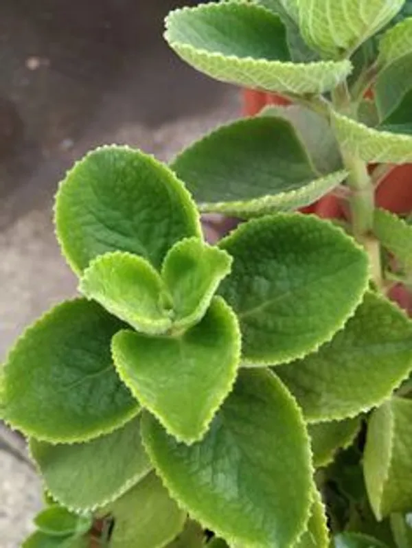 Green_Ajwain_Live_Plant