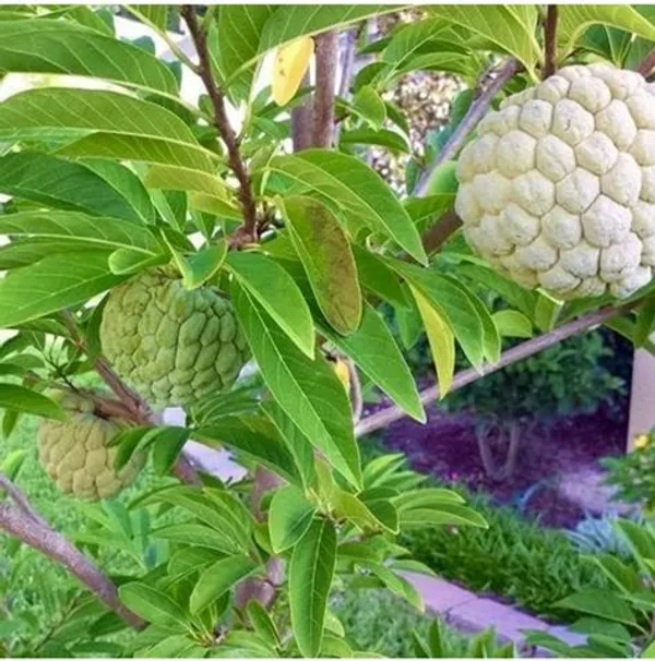 Green_Custard_Apples