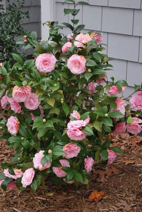 Camellia_Flowering_Plant