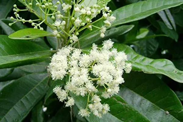 Jamun_Fruit_Plant