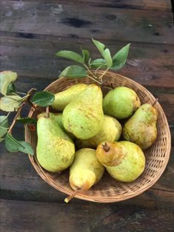 Green_Pears