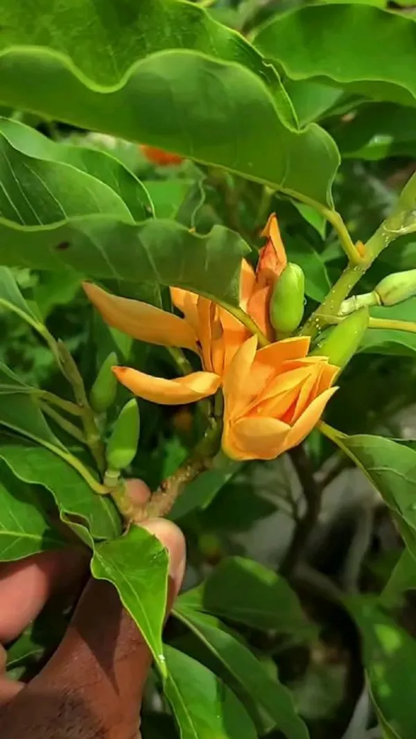 Yellow_Champa_Flowering_Plant