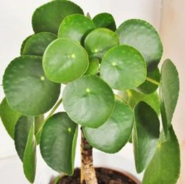 Pilea_Peperomioides_Live_Indoor_Plant
