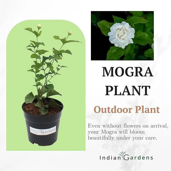 Mysore_Malli_White_Flowering_Outdoor_Plant