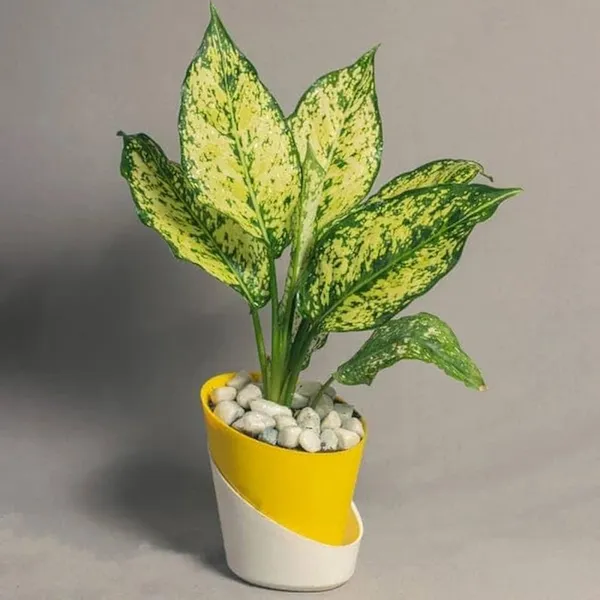 Variegated_Aglaonema_Live_Plant