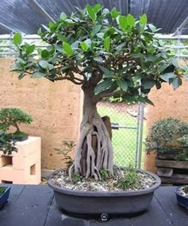 Green_Bonsai_Plant_In_Decorative_Pot