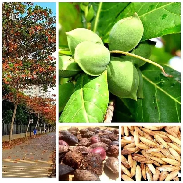 Live_Mango_Fruit_Plant_With_Green_Mangoes