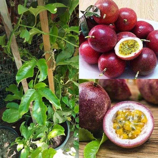 Green_Passion_Fruit_Plant