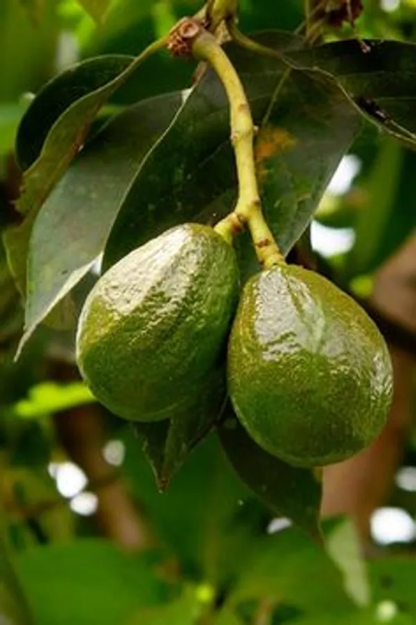 Green_Avocado_Fruit_Plant