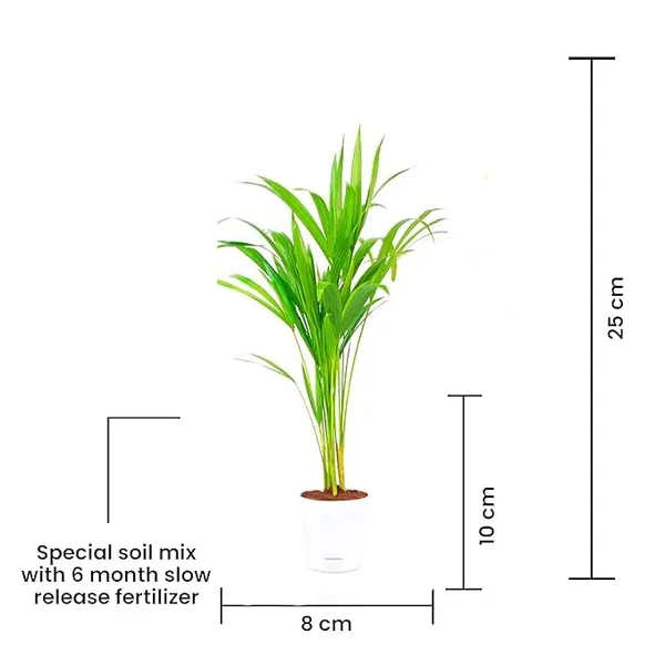 Green_Areca_Palm_Live_Plant_In_Black_Pot